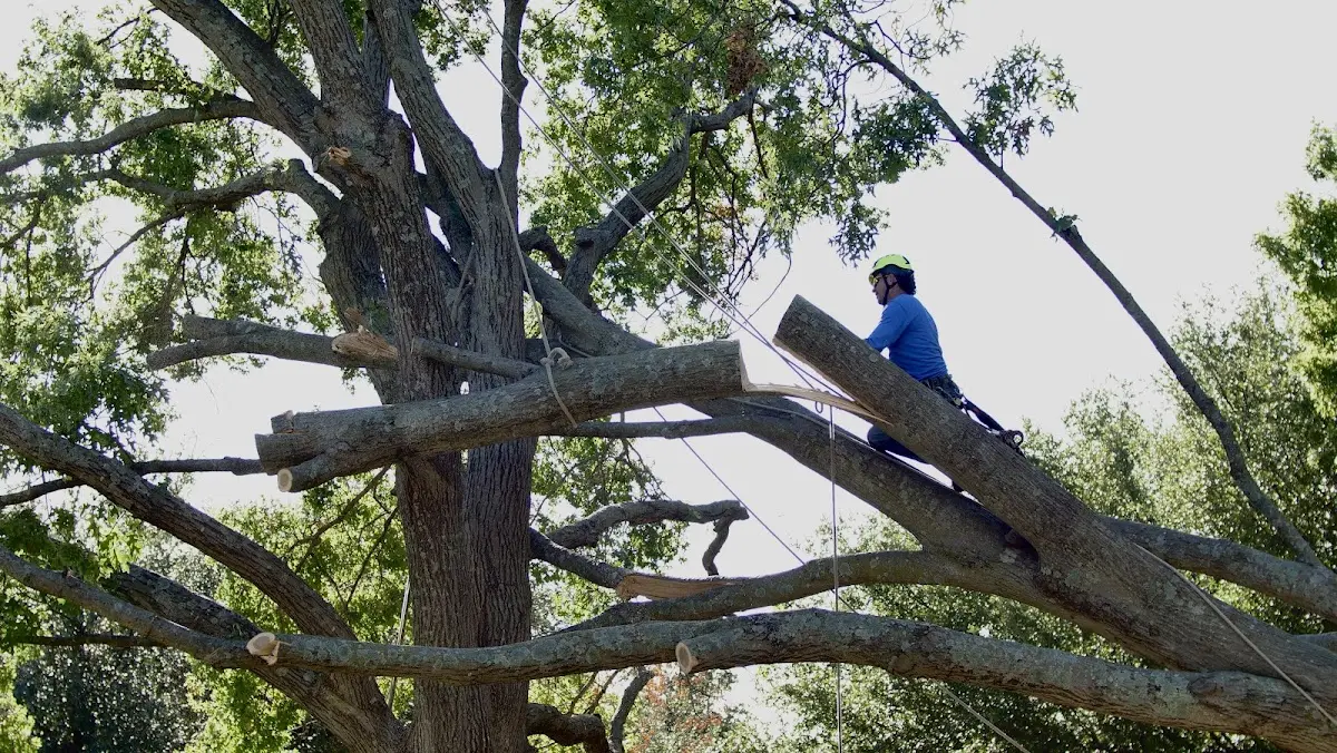 Professional Crown Thinning performed by certified arborists in Erskine