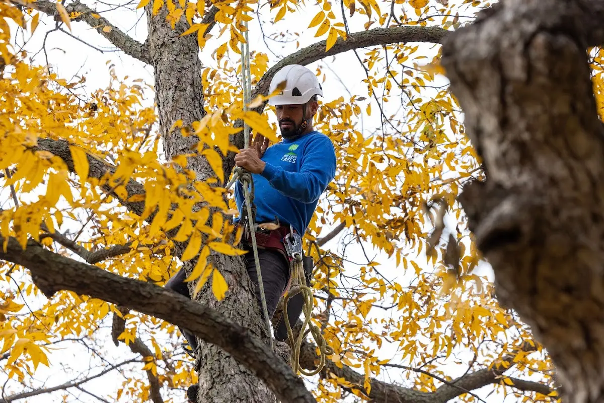 Skilled Tree Pruning crew working in Erskine